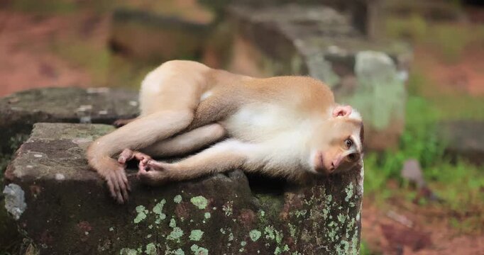 Monkey Resting On Ancient Stone Ruins In Angkor Wat Cambodia