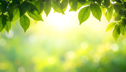 Obraz premium Green leaves with sunlight in background