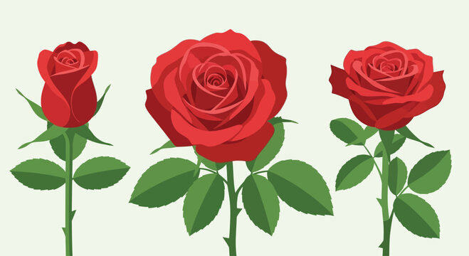 Three red roses in different stages of bloom, from bud to full flower, with green stems and leaves.