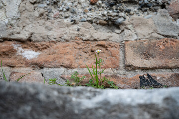 Small daisy flower against brick wall – symbol of spring and new life