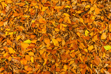 Colorful beech leaves as a natural texture for use in graphics.