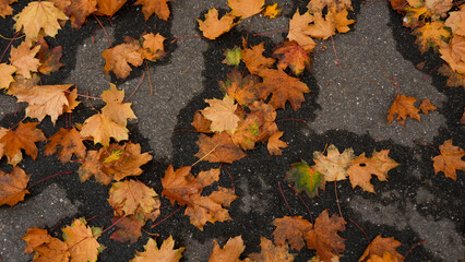 Autumn maple leaves on wet asphalt background