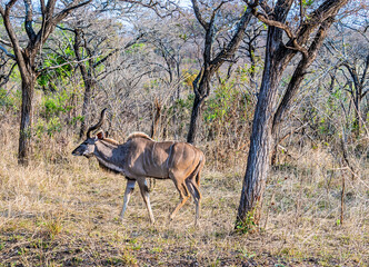A view of a greater kudu in Kruger national park, South Africa in Springtime