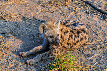 A close up view of a lone spotted hyena in the bush in Kruger national park, South Africa in Springtime
