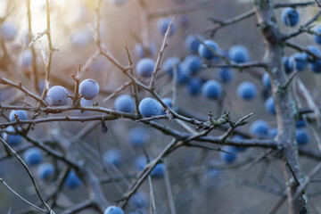 Blackthorn berries on a branch with blurred background. Blue fruits in autumn nature scene, detailed texture of wild berries in natural light.