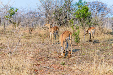 A view of a group of impalas in Kruger national park, South Africa in Springtime