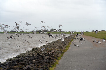 Radfahrer im Wattenmeer
