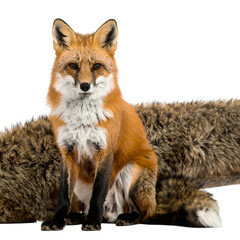 Fototapeta premium A red fox sits atop another, looking straight at the viewer, on a black background