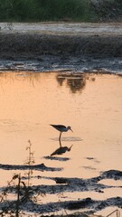 A bird searching for food in stagnant water 🌊 🐦