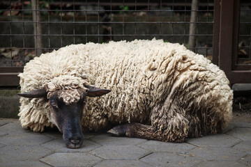 Black-faced sheep lying on the ground in a farm enclosure