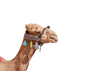 Isolated camel head with colorful halter and tassels on transparent background