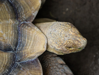Close-up of sulcata tortoise head and shell texture in natural environment