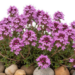 Fototapeta premium Creeping thyme plant with pink flowers isolated on transparent background