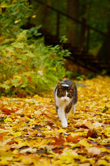 Fototapeta premium A tabby cat walking on a carpet of autumn leaves.