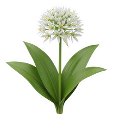 Obraz premium Blooming wild garlic flower isolated on transparent background, allium ursinum