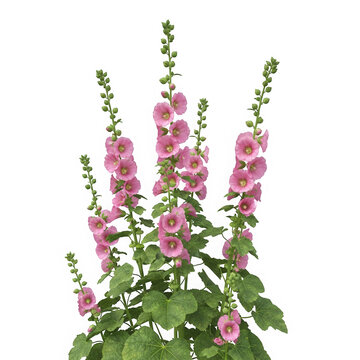 Pink blooming hollyhock flower isolated on transparent background, alcea rosea