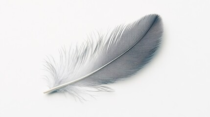 Delicate gray feather resting on a white background showcasing natural textures and details in bright lighting
