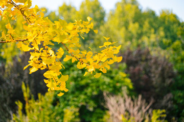 autumn gingko leaves on the tree
