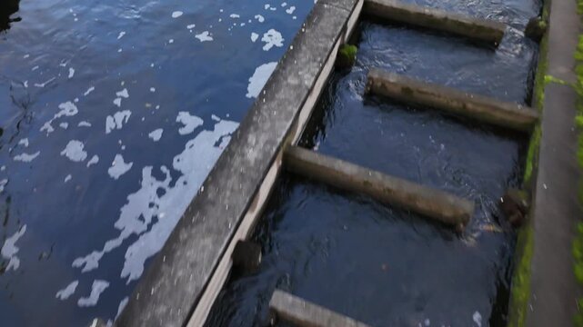 Drone view of fish ladder system for fish migration at dam river. Aerial drone footage of artificial fish ladders and bypass channels built to support fish migration in regulated rivers with dams. Eco