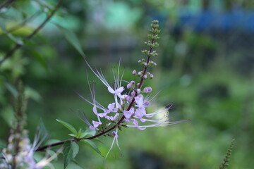 Orthosiphon Aristatus Bloom