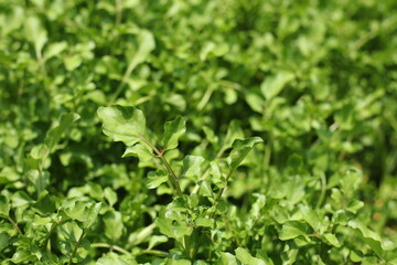 Watercress Leaf Texture
