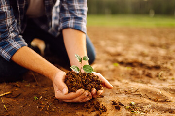 A close-up of a gardener holding a young plant in a farm field. A young farmer plants a seedling into a fertile bud at sunset. Gardening and farming concept.