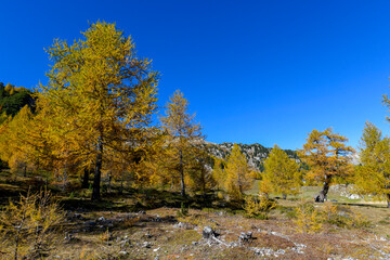 High mountain panorama in autumn with green and yellow colored larches, blue sky, in the Swiss Alps.