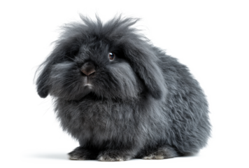 Cute gray lop-eared rabbit sitting on white background