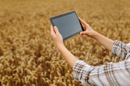 Female farmer in golden wheat field with digital tablet at sunset. Experienced female agronomist works in field, checking quality of crop using modern technology. Concept of farming, agriculture.