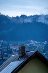A mysterious, dense fog envelops the peak of a forested mountain. A misty coniferous forest at dawn. Dark green trees against a pale sky.