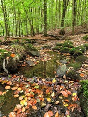 autumn in the forest