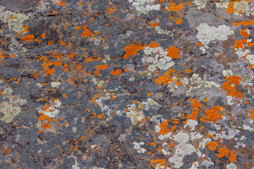 Textured rock surface features multiple types of lichen in vibrant orange, grey, and white colors....