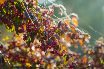 Nature harmony captured in red berries and spider silk representing fragility and quiet balance...