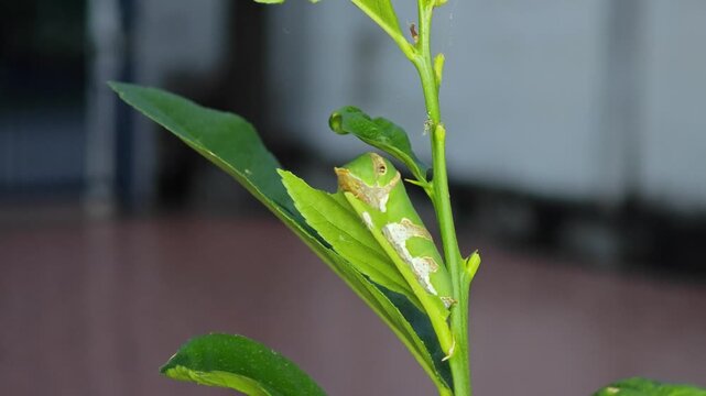 Daphnis Nerii Caterpillar on Lemon Leaf.