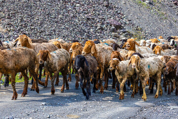 Numerous sheep of light brown, dark brown, and black colors walk peacefully along a gravel road in...
