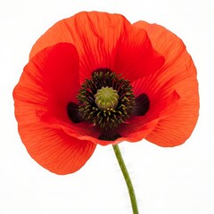 A vibrant red poppy flower with delicate petals and a dark center, set against a clean white background.