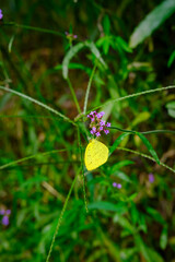 Yellow butterfly on purple wildflower in summer, South Korea