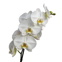 A beautiful spray of white phalaenopsis orchids with delicate yellow centers, captured against a clean white background.