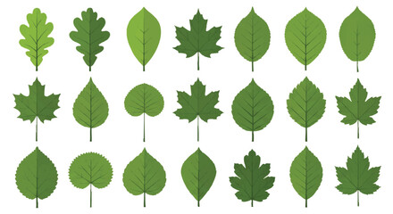 Collection of various green leaf illustrations on a white background