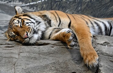 A Sumatra Tiger while sleeps