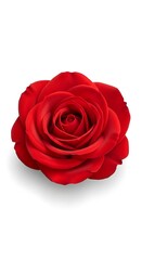 A single, perfect red rose with velvety petals, captured in a close-up studio shot against a clean white background.