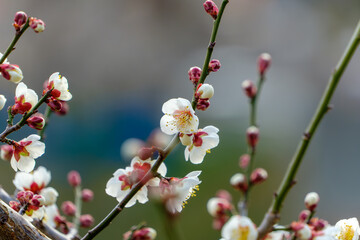早春の光を浴びて咲く白梅の花と赤い蕾のクローズアップ