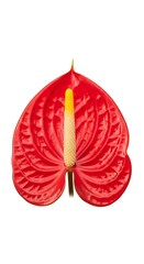 A close-up studio shot of a vibrant red Anthurium flower with a prominent yellow spadix against a clean white background.