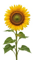 A single, tall sunflower with bright yellow petals and a dark brown center stands against a white background.