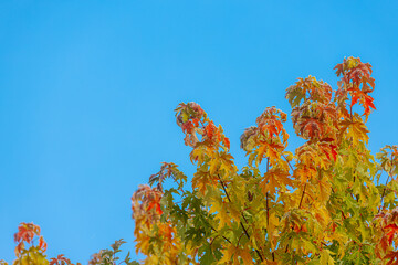 Large tree with colorful autumn leaves showcasing a blend of green and orange hues under a bright blue sky, highlighting the beauty of natures seasonal transformation