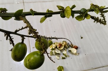 A round, green fruit that grows in clusters on the branches of a tropical plant, with the...