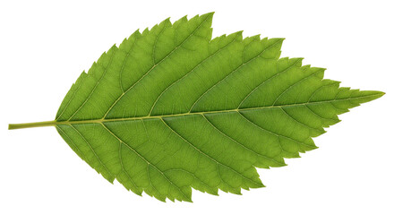 Obraz premium Single Green Leaf Isolated