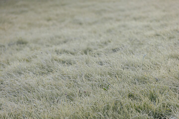Expansive green grass field adorned with dew drops, reflecting morning light, evoking a peaceful...