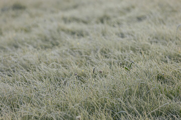 Expansive green grass field adorned with dew drops, reflecting morning light, evoking a peaceful and refreshing ambiance in the natural environment