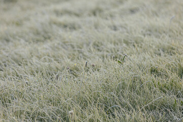 Expansive green grass field adorned with dew drops, reflecting morning light, evoking a peaceful...